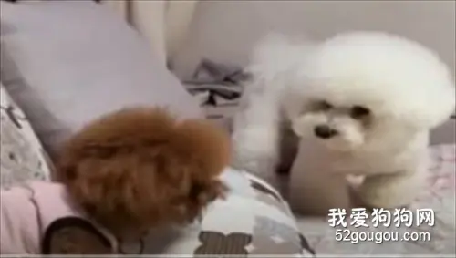 好凶的泰迪，比熊小伙伴表示惹不起