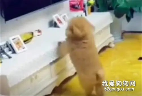 泰迪吃得太胖了，怎么也跳不到电视柜上，只好无奈放弃了！
