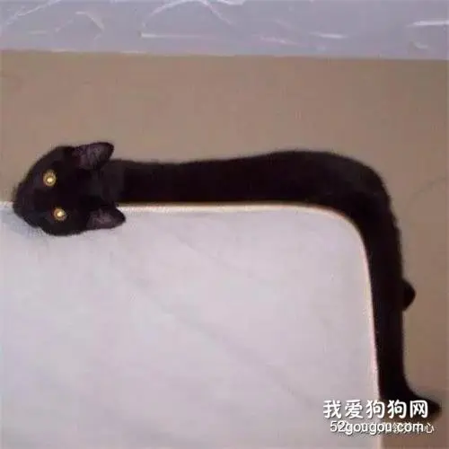 喵星人一定是弹簧！它们究竟能有多长……
