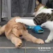 从小被猫咪欺负的小金毛长大后...