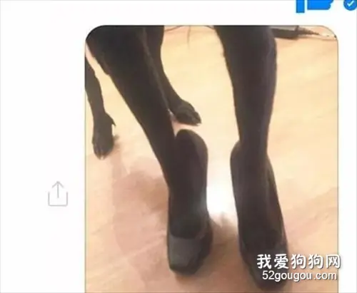卖二手鞋引来色狼要腿照，她灵机一动找来狗砸帮忙！