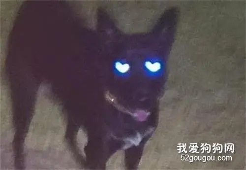 网友给狗子拍照，却意外拍下了这一幕，有被感动到！
