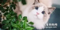 布偶猫眼睛色度表 越蓝越纯吗？