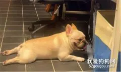 超疼老婆地痴情汪！散步都会带礼物回家孝敬…