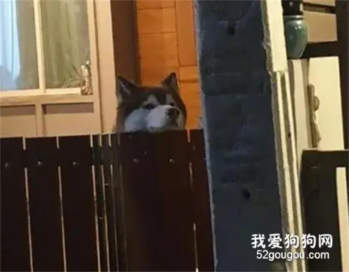 主人在门口总感觉一股阴凉，结果回头一看，有点哭笑不得！