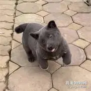 二哈疑似霍霍蓝猫生出这种狗...太沙雕了！