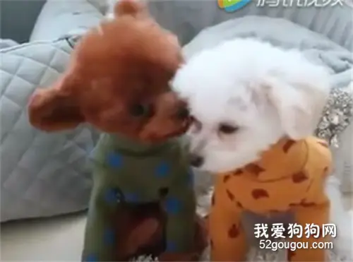 两个可爱的小家伙，泰迪还调皮的笑了一下