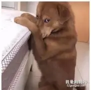 大金毛犯错被罚站，还敢偷偷看主人！这小眼神萌翻了