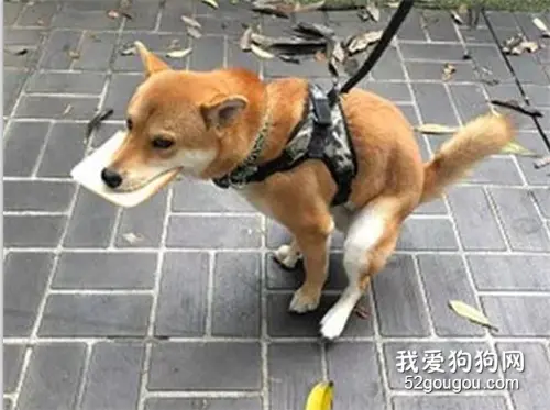 柴犬咬着吐司赶回家，结果碰巧便意来了，主人：我不想认识它！