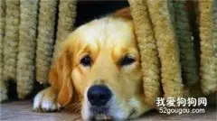 “狗狗临死前的自述”：我给你写了一封道歉信…