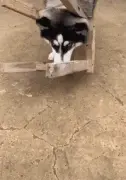二哈第一次到乡下就和办板凳杠上，这智商...好捉急！