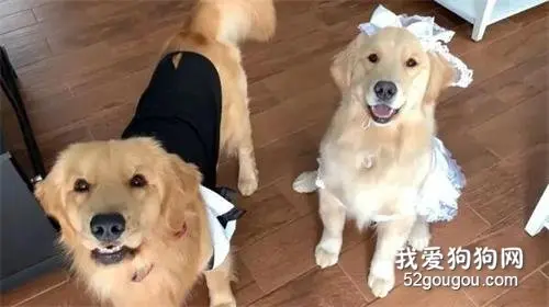 给大金毛举行婚礼，结果这货的一个举动，让新娘想悔婚了...