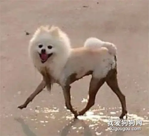 当沙雕铲屎官“杠上”戏精狗…
