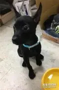 女大十八变，黑狗从青春少女变成猥琐大叔，主人都笑哭了！
