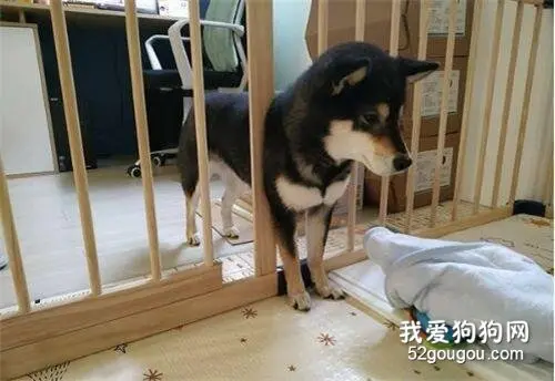 听闻宝宝哭声，黑柴试图从围栏穿过，不料却…