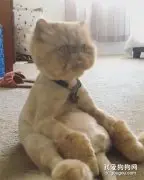 猫咪发现自己被剃毛后，一时无法接受，呆坐地上，表情萌化人心