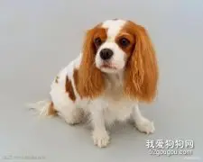 狗狗多大断奶 断奶后吃什么？