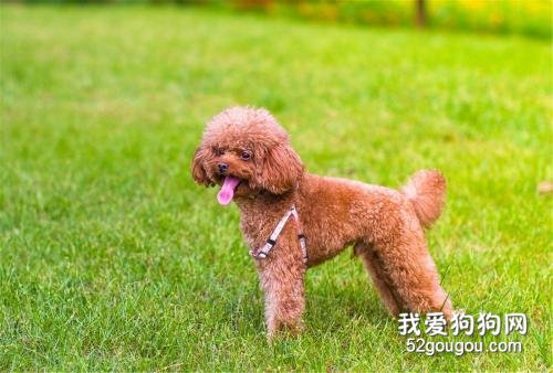 贵宾犬掉毛吗 属于正常掉毛现象！