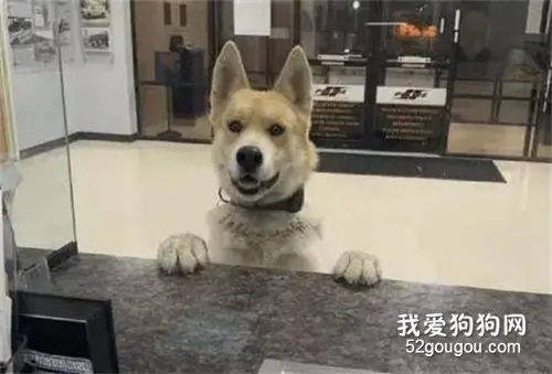 狗子迷路自己跑到警局报案，还笑咧咧的趴在柜台：你可以帮助我吗？