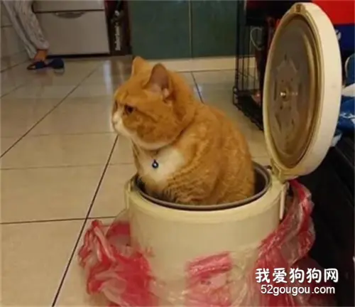 煮饭时想用电饭煲，却被猫给霸占了，而且看它表情不一般！