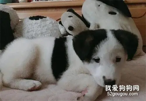 养狗两年铲屎官心态崩了：我的史努比变成了猥琐大叔...