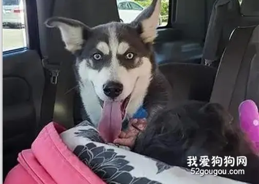 二哈被质疑品种不纯，晒出照片后...成功被洗脑！