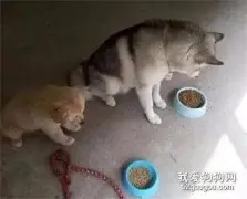 网友为了让二哈少拆家，养了只金毛，然而这结局...崩溃了！