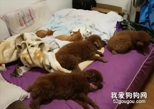 主人半夜去了趟洗手间，回来发现床上没地方躺了..
