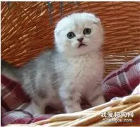为什么猫咪耳朵有时候会流黄水？