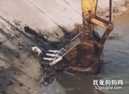 挖掘基偶遇落水小狗，本以为它小命不保...太有爱了！