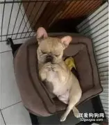 众狗花式睡姿大pk，就论哪只更“骚包”？