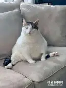 这猫太胖了，没办法清理自己，医生建议这么做就可以了！