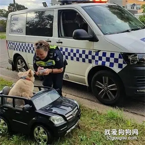 狗子开车出去玩，半路被交警抓到了，结果它竟然一点都不慌！