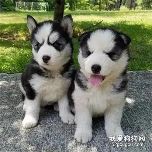 高颜值二哈竟生出这款娃，崩溃：这狗还能要吗...