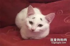 猫奴发现幼猫头上有脏污却擦不掉，原来天生自带八字眉！