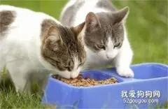 养小猫要准备哪些东西 只买必需品！