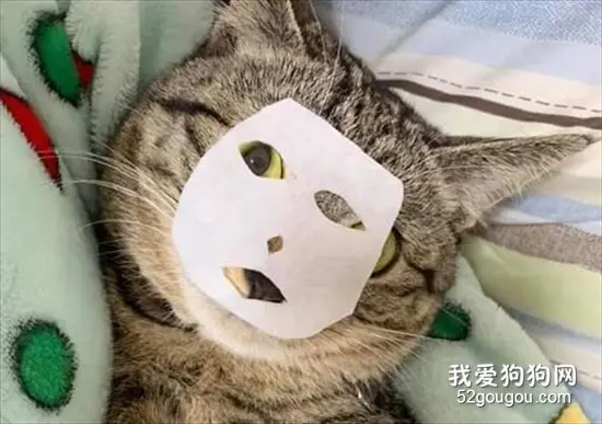 主人想给猫敷面膜，但把面膜剪太小了，猫的脸都没完全盖住！