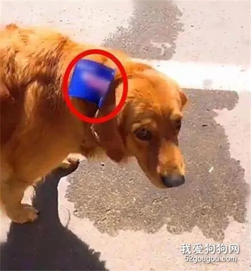 金毛偷溜出去，回家时身上多了一张欠条：我吃了8个包子没给钱！