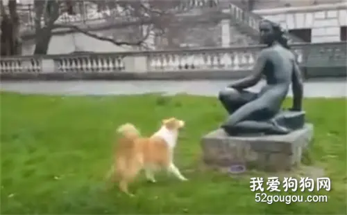 聪明的狗狗，都是这么给自己找乐子的