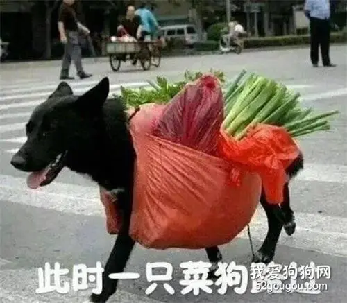 狗：我承受着我这个年纪不该有的懂事！