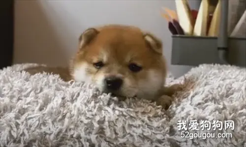 可爱到犯规的小柴柴们，看起来又憨又无辜！