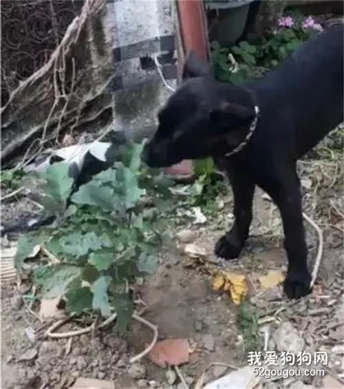 小黑狗把菜园里的蔬菜通通尝了个遍，确定这不是只羊？