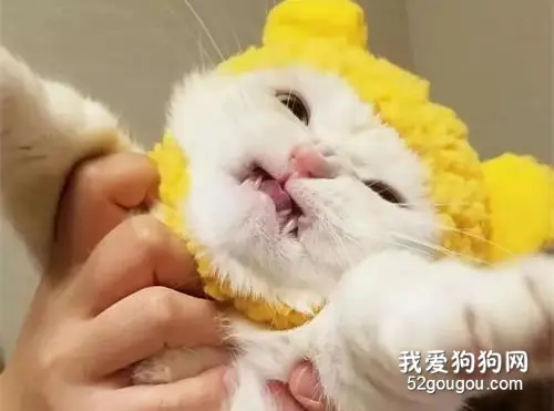 猫被铲屎官戴上帽子后，气到面部变形，表情笑屎！