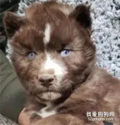 男子晒哈士奇求鉴定，然而看到这狗的长相，笑喷了！