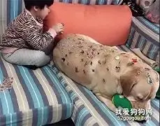 狗子被小主人折磨到抱着娃娃自我安慰，惨不忍睹
