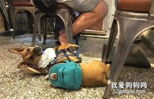 以为是买肉吃，狗狗乖乖跟主人一起排队，后来却气得不想回家！