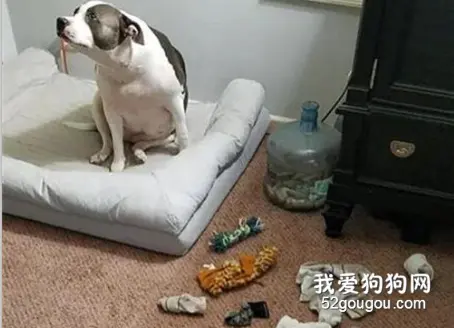 私藏袜子被主人发现，狗子下一秒的反应，让主人想笑！