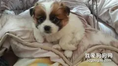 蝴蝶犬喝牛奶好還是羊奶好?