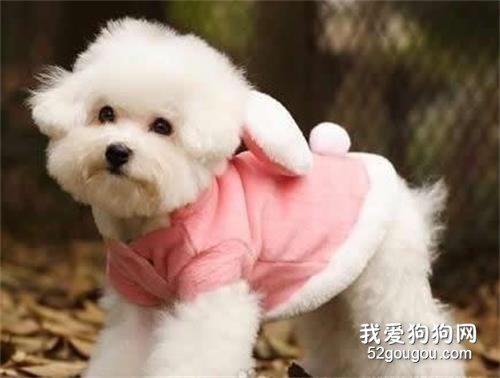 在家给爱犬做美容需要注意的那些事项？