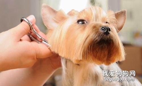 在家给爱犬做美容需要注意的那些事项？